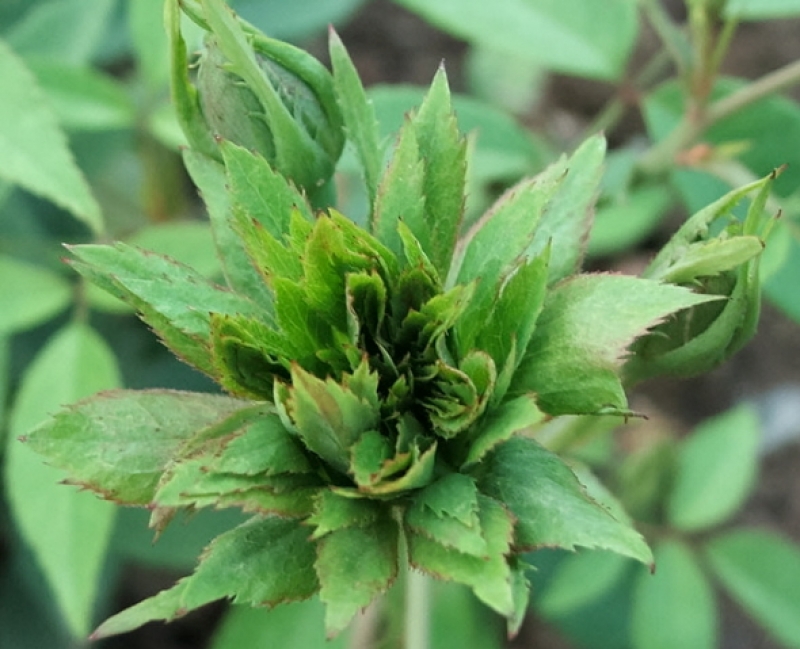 Historische Rose Viridiflora - Grüne Rose - seit 1843 - Co. 7,5 L