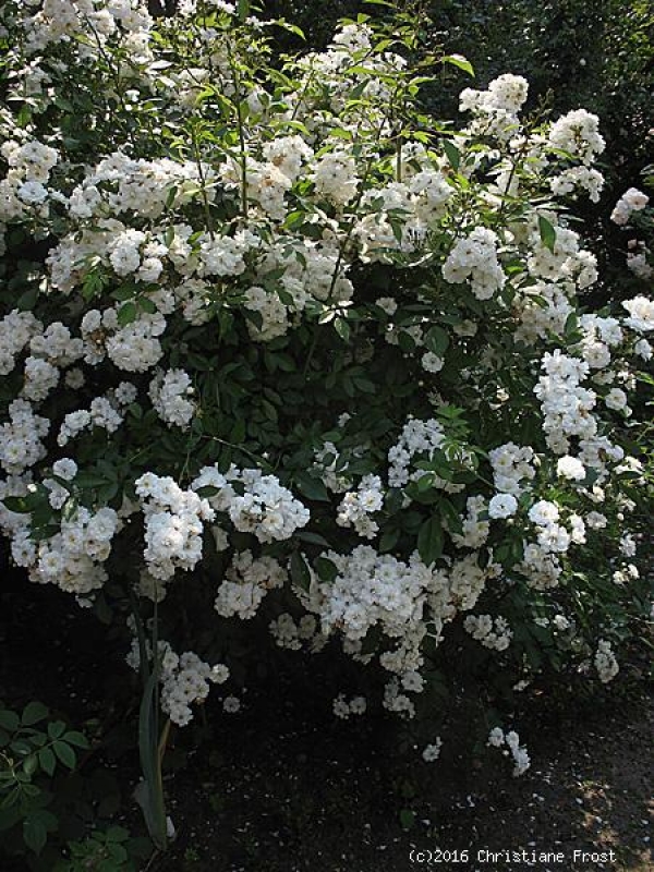 Kletterrose Guirlande d`Amour ®   Lenalbi ®, Co. 7,5 L