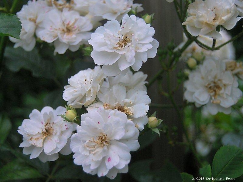 Kletterrose Guirlande d`Amour ®   Lenalbi ®, Co. 7,5 L