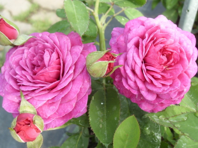 Beetrose Heidi Klum Rose ®  Tan00681 ® Tantau 1999