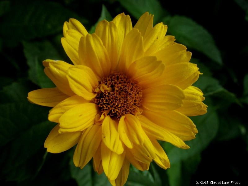 Staudensonnenblume Capenoch Star, mehrjährige Sonnenblume, TB 11