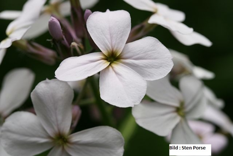 3 x Nachtviole Alba , duftende Wildstaude in weiß , Tb 9