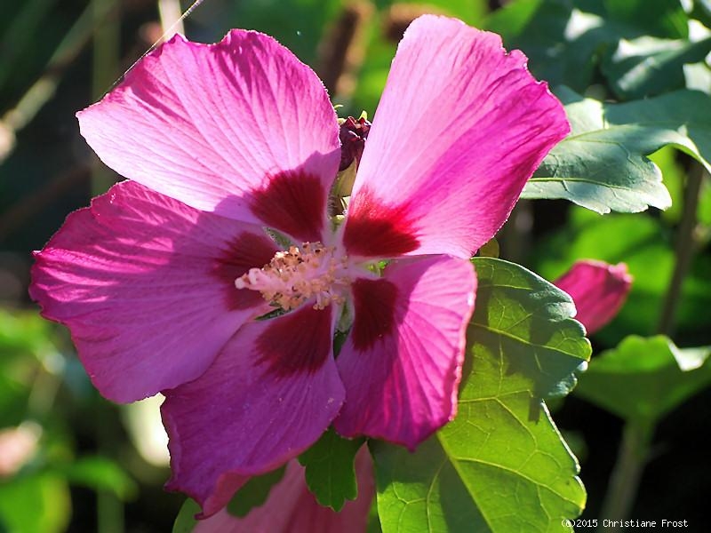 Winterharter Hibiskus Woodbridge - 40-50 cm - Co. 5 L