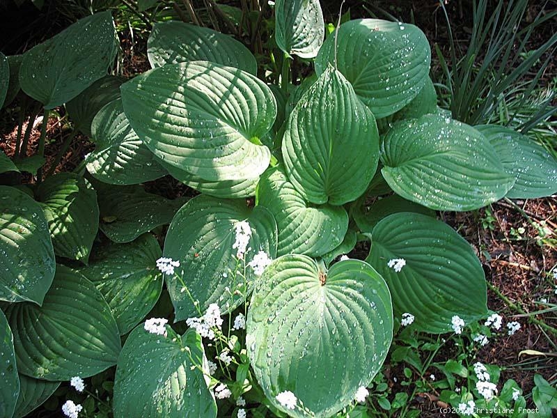 Funkie / Hosta Halcyon - intensiv blau - Tb 11