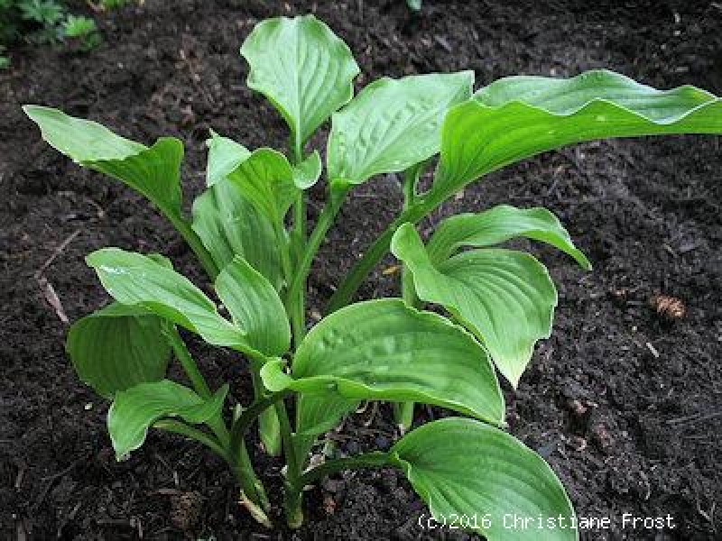 Funkie / Hosta Royal Standard - weiße duftende Blüte - Co. 3 L