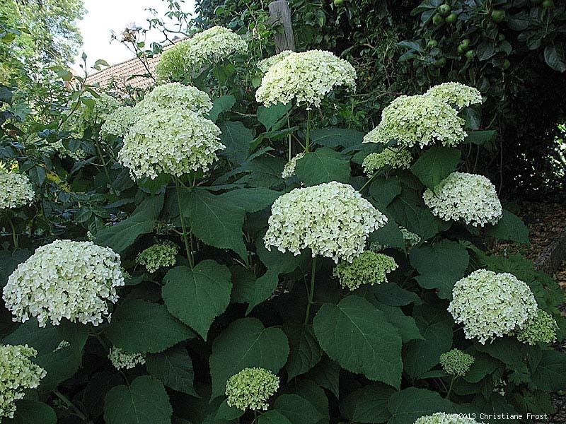 Schneeball-Hortensie Annabelle, sehr große Blüten, 30-40 cm - Co. 5 L