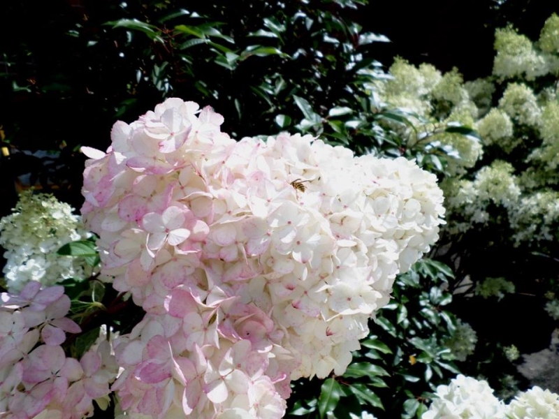 Rispen-Hortensie Pinky Winky ® - 60-80 cm hoch - Co. 7,5 L