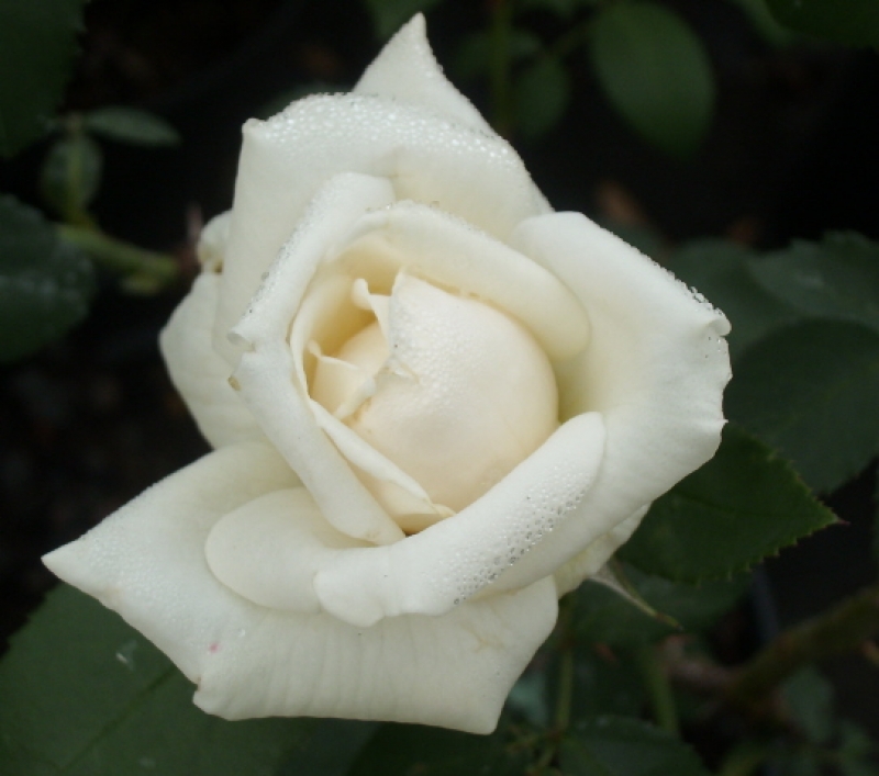Kletterrose Ilse Krohn Superior ® ,  Kordes , 1964 - Co. 5 L