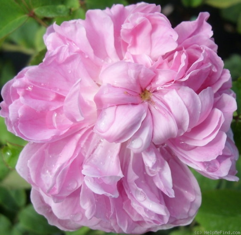 Historische Rose Jacques Cartier ,  Robert & Moreau, 1868 - Wurzelware