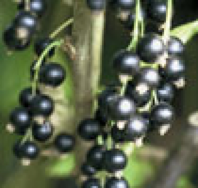 Schwarze Johannisbeere Titania ® - 60-80 cm hoch - Co. 5 L