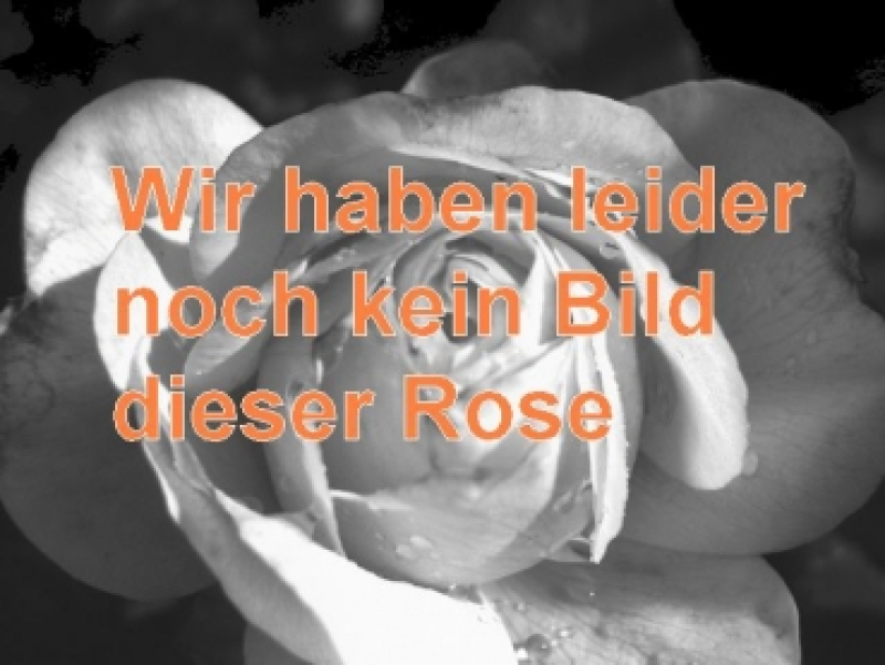 Englische Rose Tottering by Gently