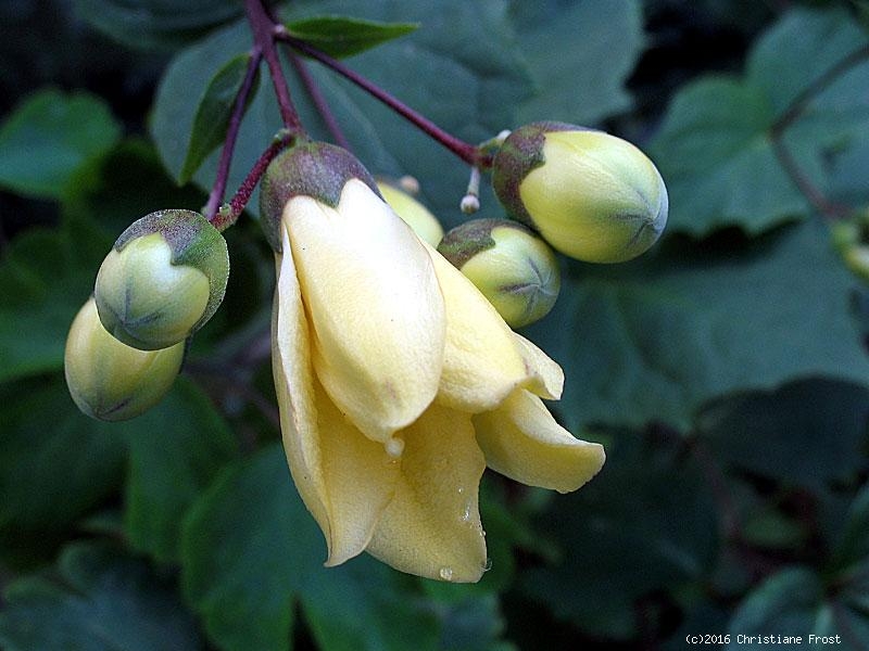 3 x Wachsglocke - hellgelb - dekorativ für den Halbschatten - Tb 11