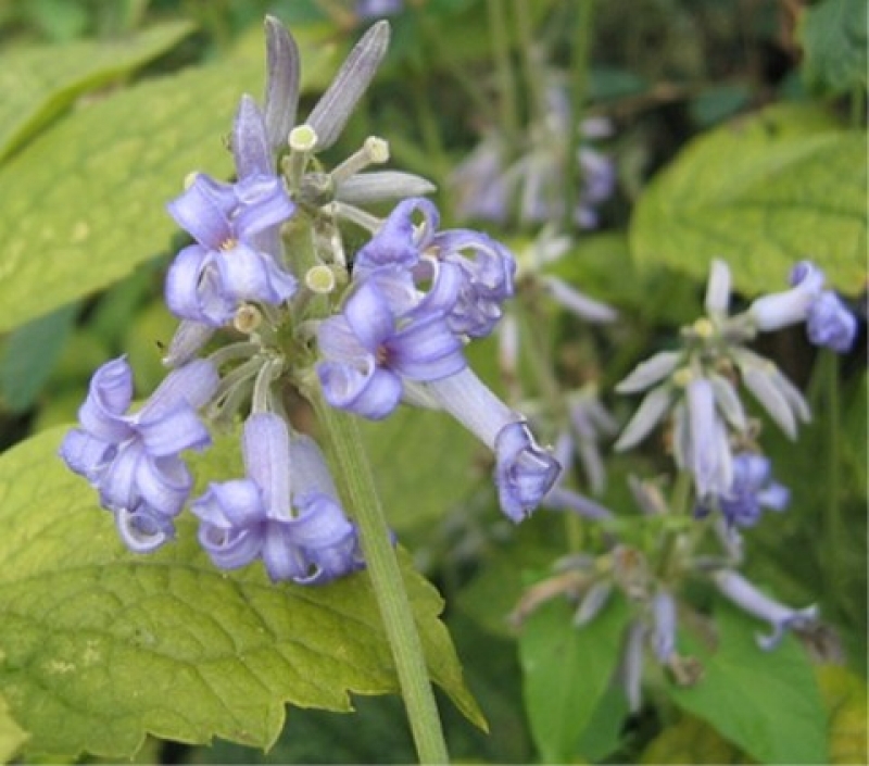 Clematis , Krautige Garten-Waldrebe Crépuscule , Co. 4 L