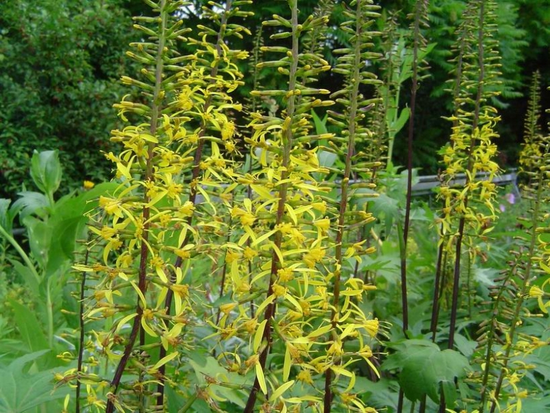 Goldkolben, Przewalski-Kreuzkraut , Tb 11