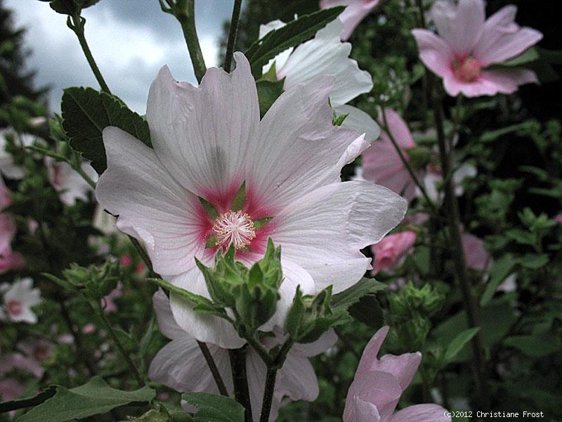 Garten-Busch-Malve Barnsley Baby ®, weiß mit rosa Mitte, Co. 3 L