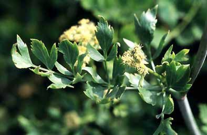 Liebstöckel- Maggikraut - Gewürz- und Heilpflanze - Tb 9