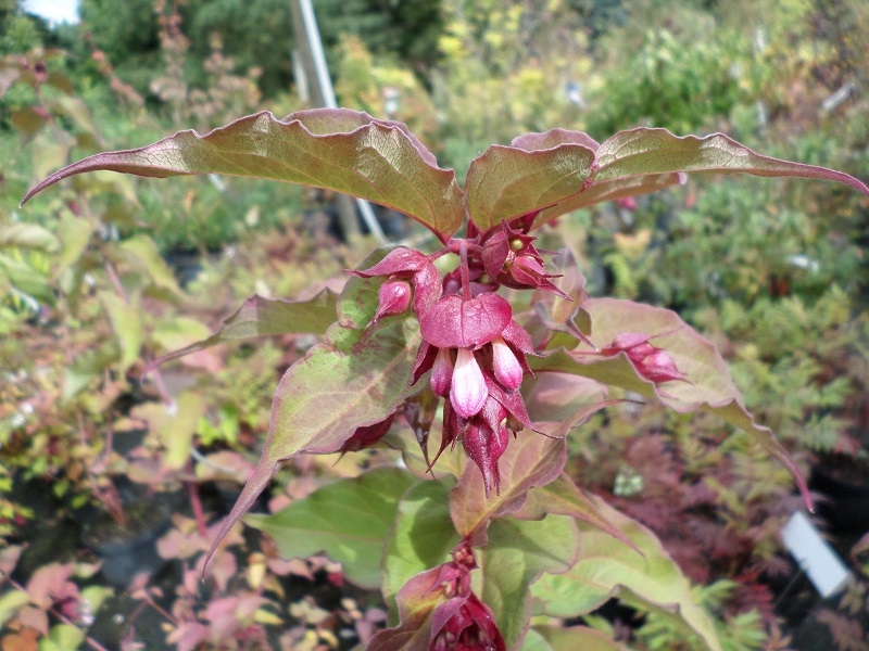 Buntdachblume,  Karamellbeere,  Leycesteria, selten, 40-50 cm hoch, Co. 3 L