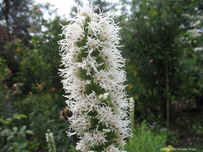 6 x Ährige Prachtscharte Floristan Weiß - weiß - Tb 9