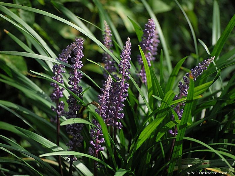 3 x Glöckchentraube Big Blue - blau - immergrün - TB 9