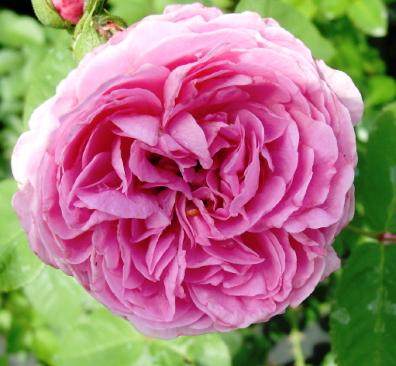 Historische Rose Louise Odier , Margottin, 1851 - Wurzelware