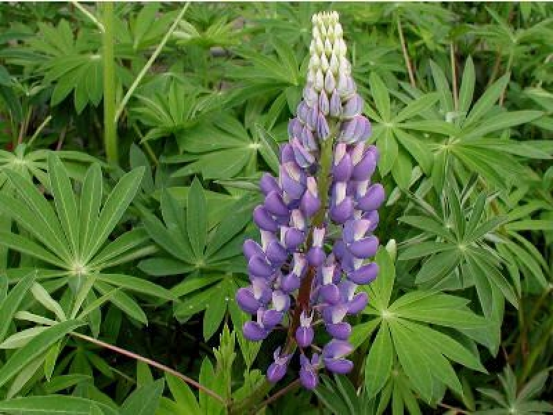 Garten-Lupine Kastellan, blau , Co. 2 L