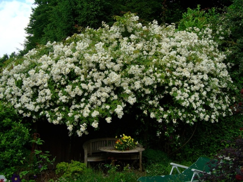 Ramblerrose Lykkefund ,  Olsen , 1930