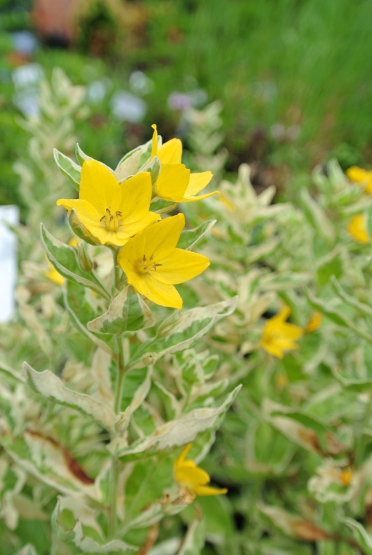 Weißbunter Goldfelberich Alexander - Tb 9
