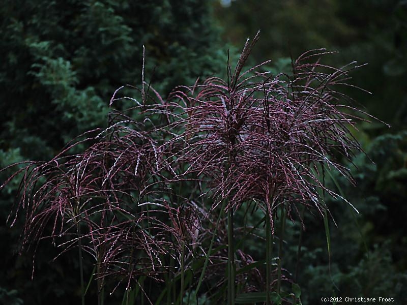 Garten-Chinaschilf Malepartus, das Rötliche, Co. 3 L
