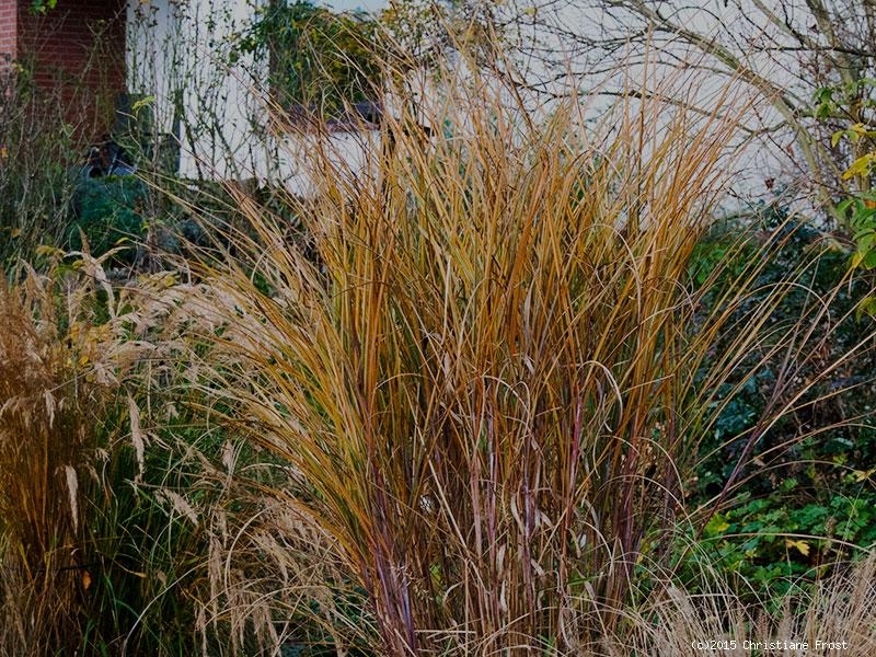 3 x Garten-Chinaschilf Gracillimus , TB 11