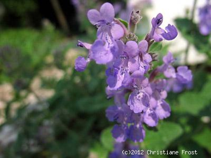 Blaue Garten-Katzenminze - Dauerblüher - Tb 11