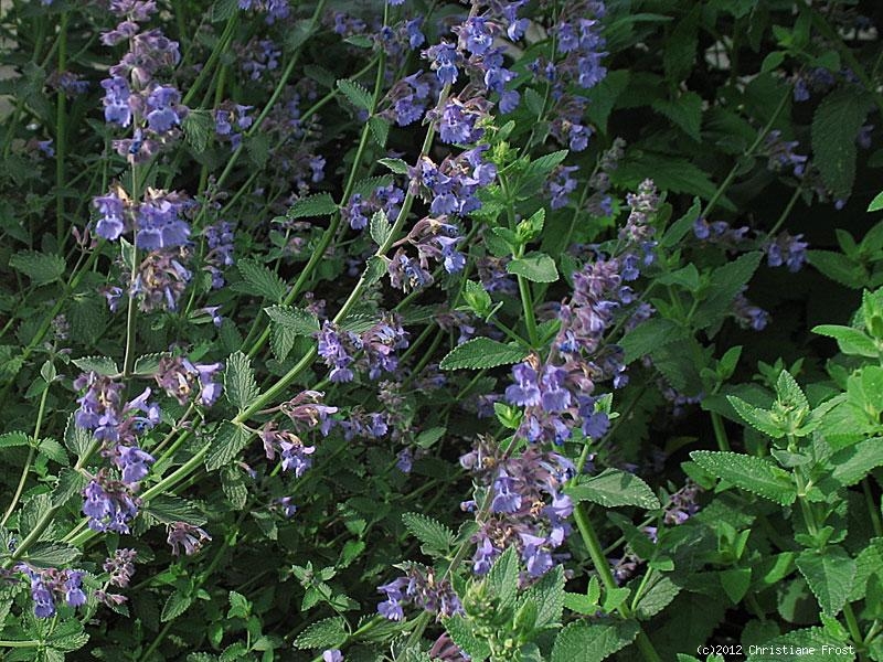 Katzenminze Walkers Low - Dauerblüher- Bienenweide - Tb 11