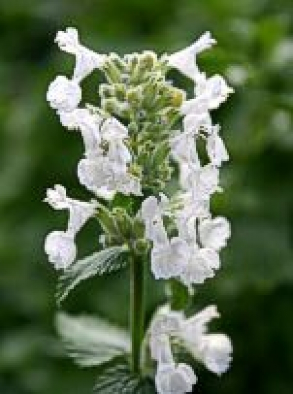 Weiße Katzenminze Snowflake , Dauerblüher , Tb 11