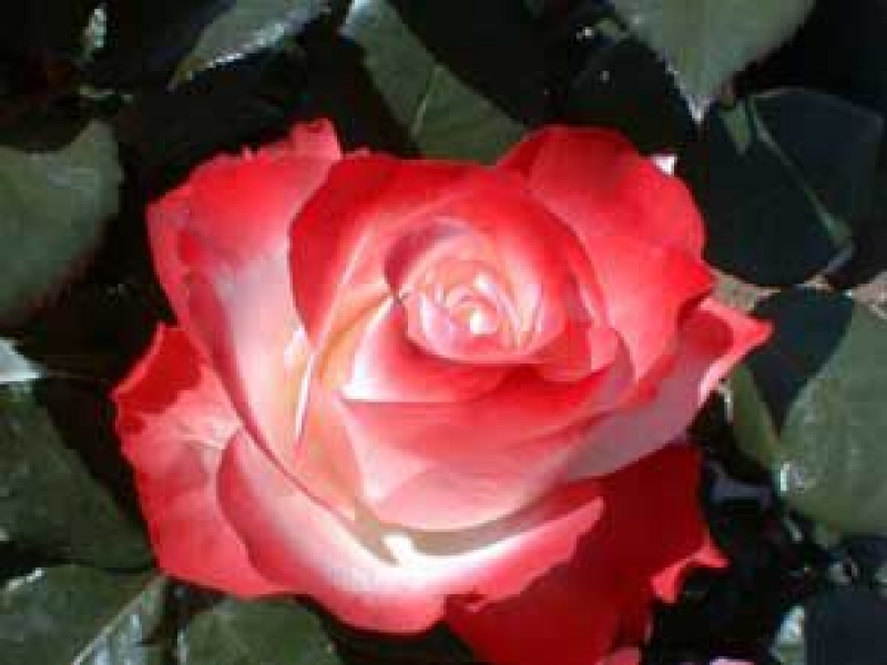 Edelrose  Nostalgie ®  Taneiglatt ® Tantau, 1996 -  Co. 5 L