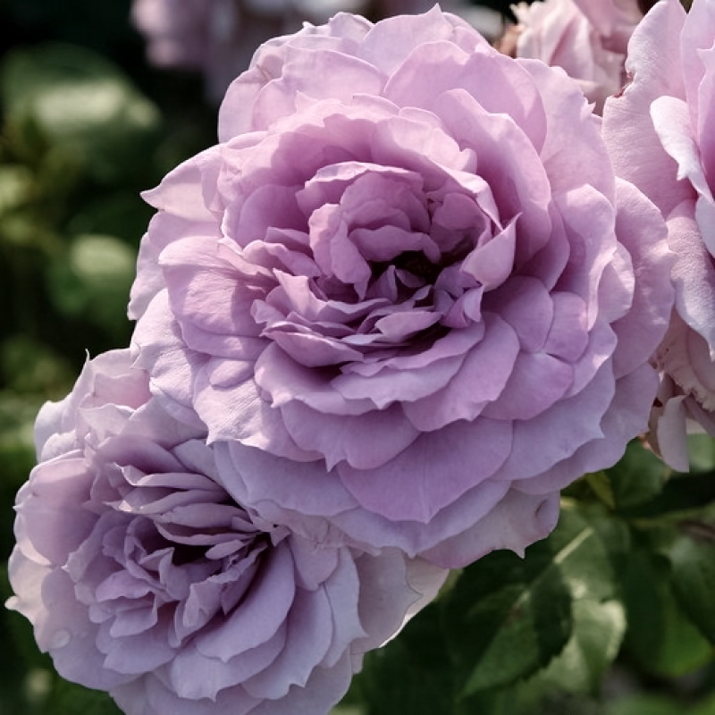 Beetrose Novalis ®  Kordes 2010 - ADR-Rose, Märchenrose