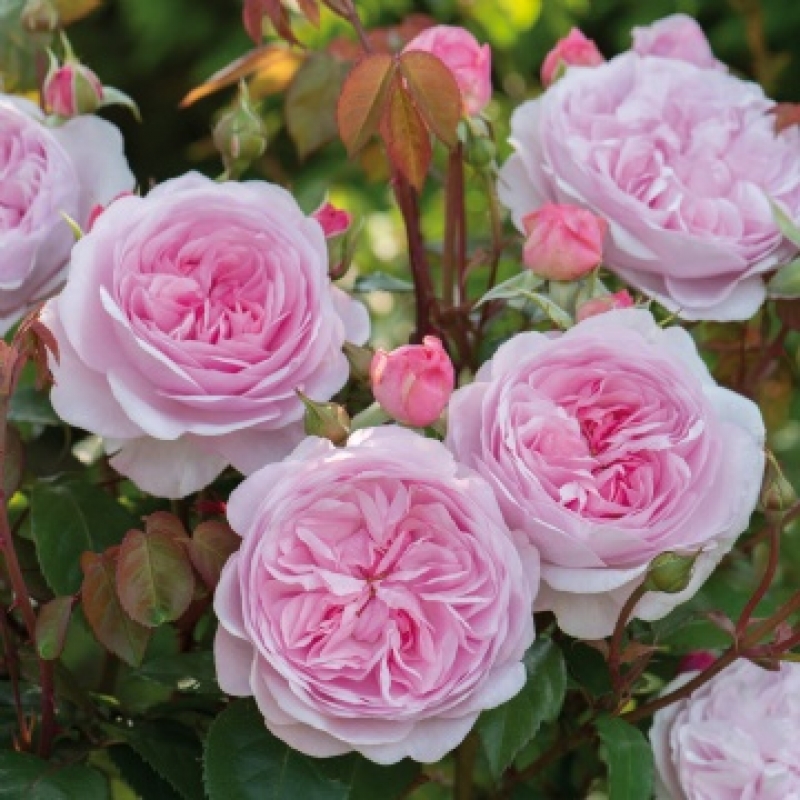 Englische Rose Olivia Rose Austin ® , Ausmixture ® David Austin , 2014 - Co. 7,5 L