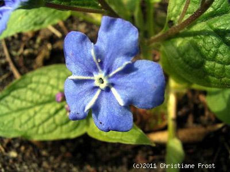 Gedenkemein - Bodendecker für den Halbschatten - Co. 2 L