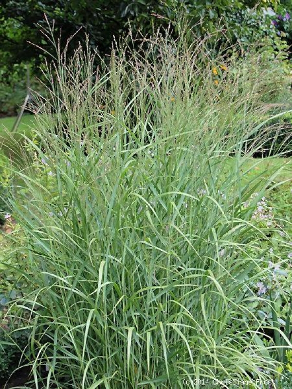 3 x Bläuliche Rutenhirse Heavy Metal , TB 9