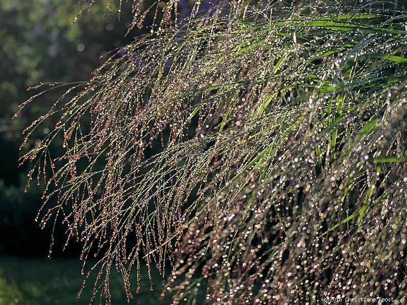 3 x Bläuliche Rutenhirse Heavy Metal , TB 9