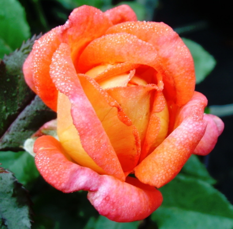 Edelrose Parfum de Grasse ®  Adalvorjap ® Adam, 2007, NIRP - Co. 5 L