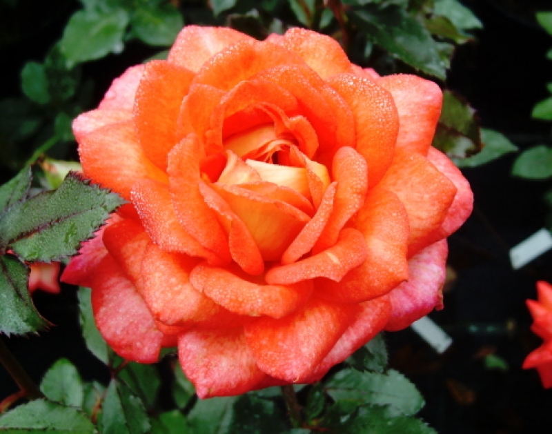 Edelrose Parfum de Grasse ®  Adalvorjap ® Adam, 2007, NIRP - Co. 5 L