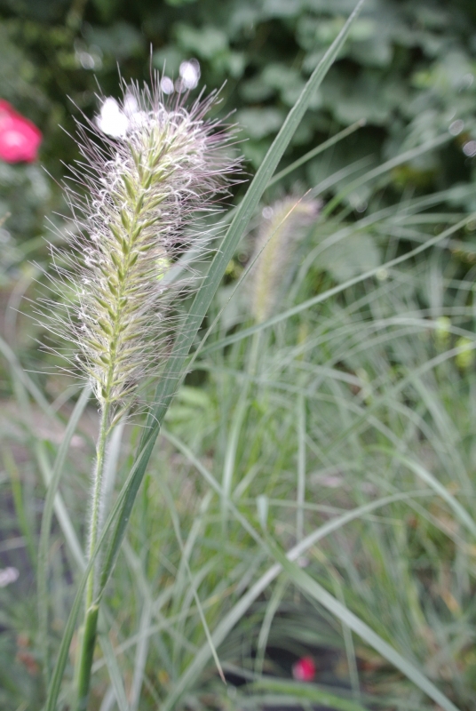 Lampenputzergras - Federborstengras Hameln - Co. 2,5 L