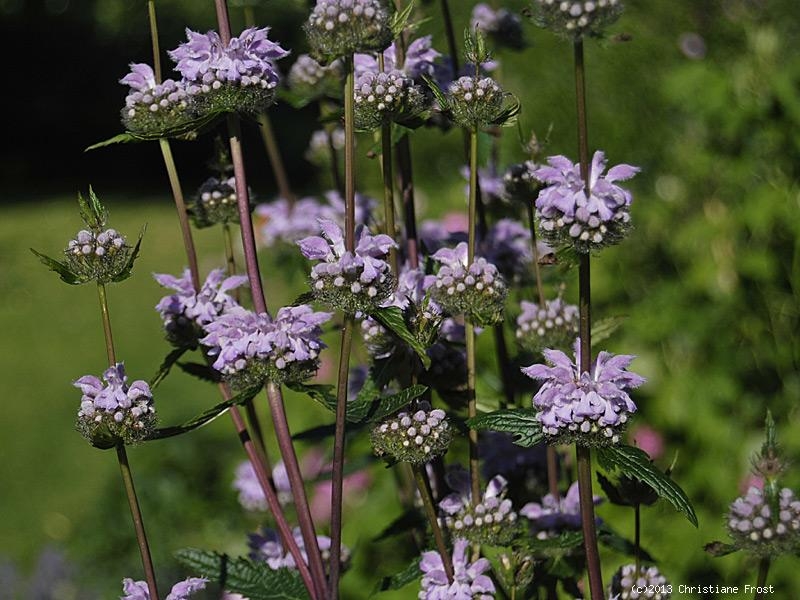 Knollen-Brandkraut - dekorative Leitstaude - Co. 2,7 l