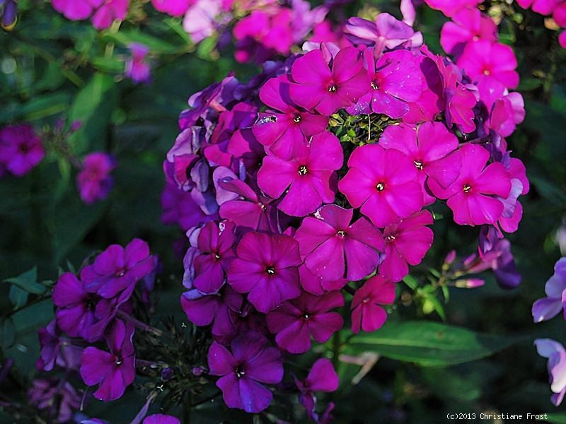 Hoher Phlox Düsterlohe - Flammenblume - Tb 9