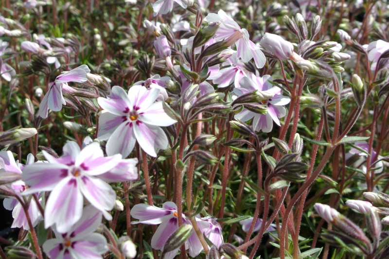 Polster-Flammenblume, Phlox, Candy Stripes, TB 11