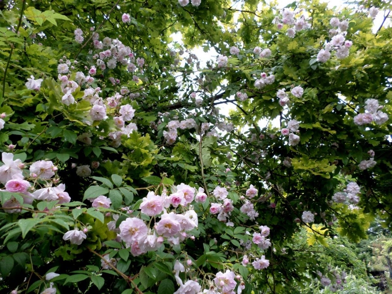 Historische Ramblerrose  Paul `s Himalayan Musk Rambler   Paul , 1916