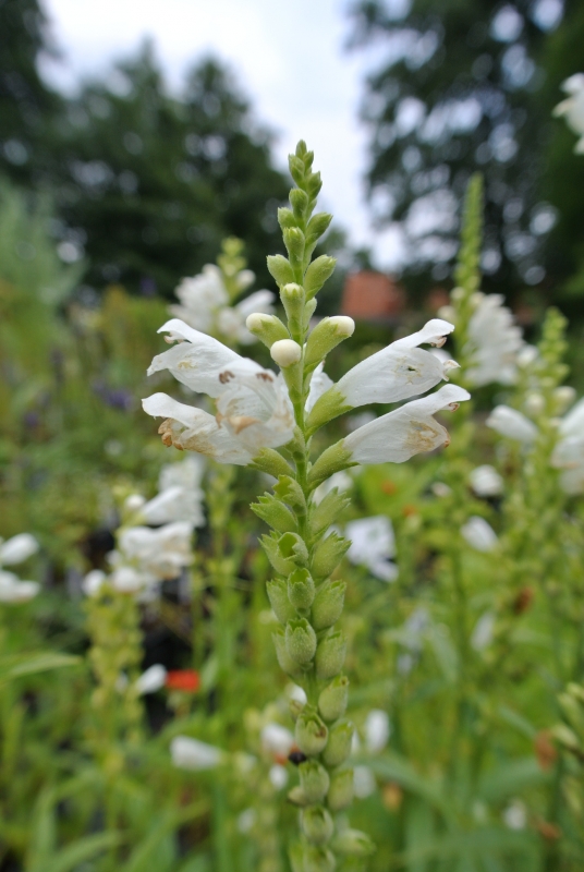 Weiße Gelenkblume / Etagenerika Summer Snow - Co. 1,5 L