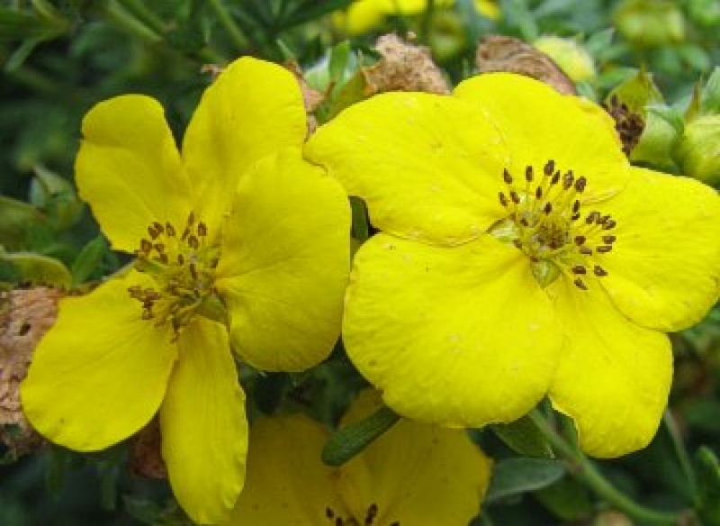 Fünffingerstrauch Kobold - gelber Dauerblüher - Co. 1,5 L