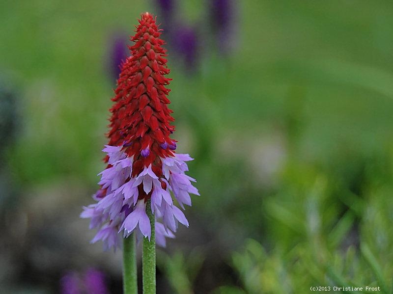 Orchideen-Primel, auffällige Blüte, Tb 11