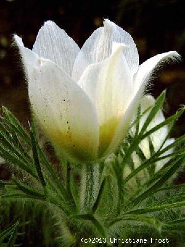 6 x Weiße Küchenschelle / Kuhschelle Alba - weiß - Tb 9