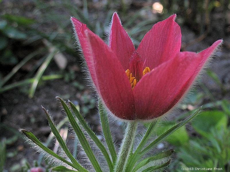 Rote Küchenschelle / Kuhschelle Rote Glocke - rot - Tb 9